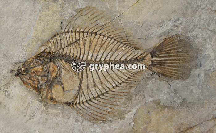 Poisson fossile MHNP (Monte Bolca, Italie) - gryphea.org